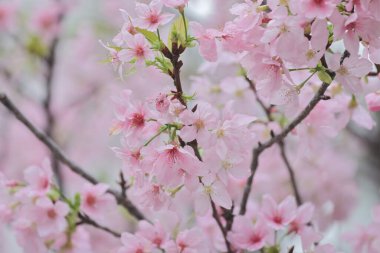 TKO Par 'da Pembe Prunus Campanulata Çiçeği