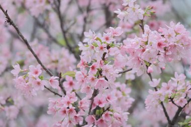 TKO Par 'da Pembe Prunus Campanulata Çiçeği