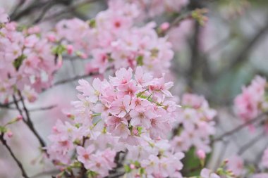 TKO Par 'da Pembe Prunus Campanulata Çiçeği