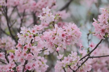 TKO Par 'da Pembe Prunus Campanulata Çiçeği