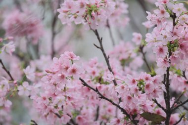 TKO Par 'da Pembe Prunus Campanulata Çiçeği