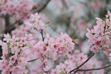 TKO Par 'da Pembe Prunus Campanulata Çiçeği