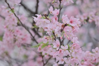 TKO Par 'da Pembe Prunus Campanulata Çiçeği