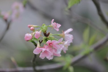 TKO Park 'taki Pembe Prunus Campanulata Çiçeği