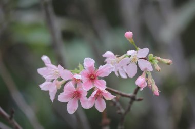 TKO Park 'taki Pembe Prunus Campanulata Çiçeği