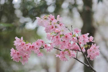 TKO Park 'taki Pembe Prunus Campanulata Çiçeği