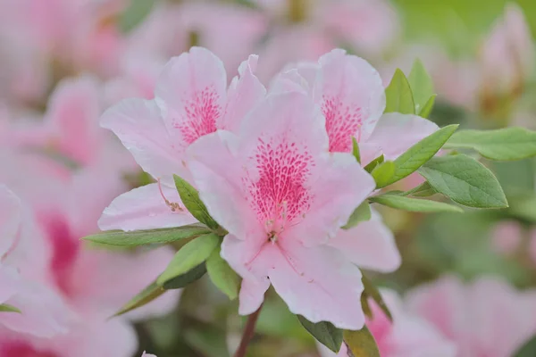 Květinový Záhon Růžové Azalky Květy Parku — Stock fotografie