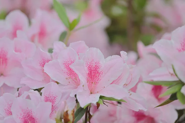 Pembe Azalea Çiçekleri Nin Çiçek Tarhı Parkta — Stok fotoğraf