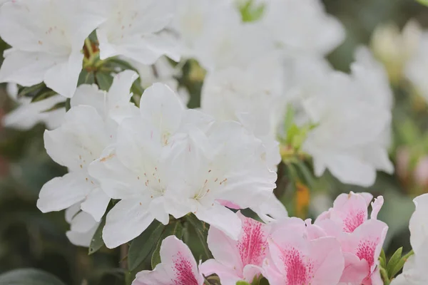 Canteiro Flores Flores Brancas Azalea Parque — Fotografia de Stock