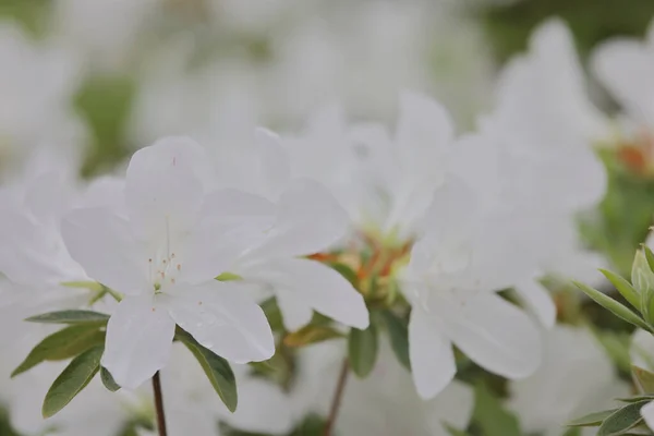Flower Bed White Azalea Blossoms Park — Stock Photo, Image