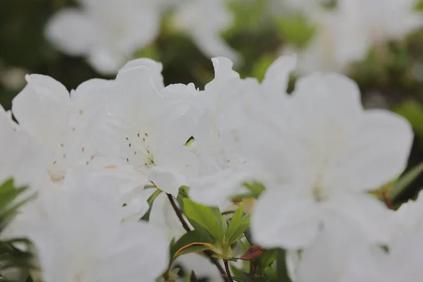 Lit Fleurs Azalée Blanche Fleurit Parc — Photo