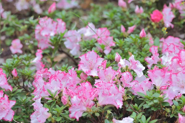 Rhododendron Hybryda Ogrodzie — Zdjęcie stockowe