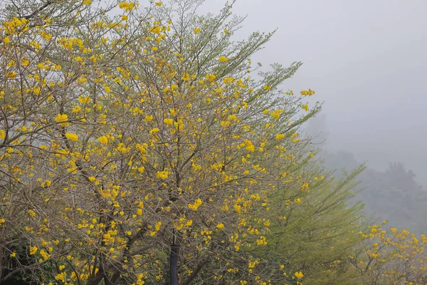Une Belle Fleur Tabebuia Chrysantha Fleurissant Sur Ciel Brouillard Arbre — Photo
