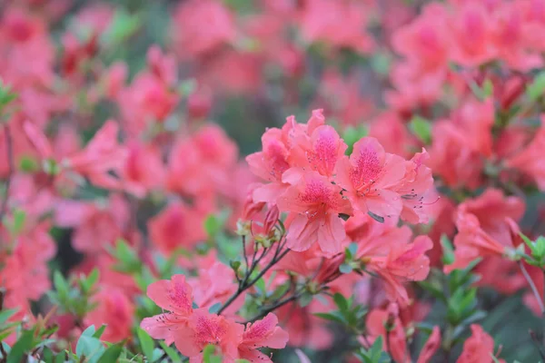 Rhododendron simsii, Sprin 'deki ağaçta açan açelya.