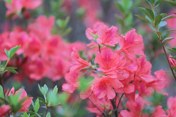 Rhododendron Simsii Azalee Blüht Baum Beim Sprinten — Stockfoto