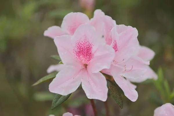 Квіткове Ложе Рожевого Цвіт Азалії Парку — стокове фото