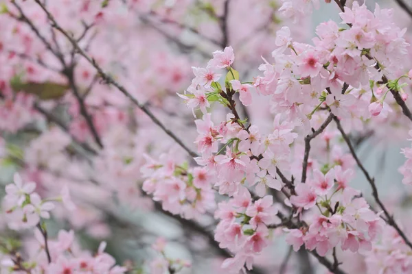 Růžový Prunus Campanulata Květ Tko Par — Stock fotografie
