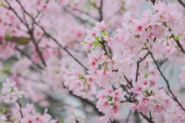 Różowy Kwiat Prunus Campanulata Tko Par — Zdjęcie stockowe