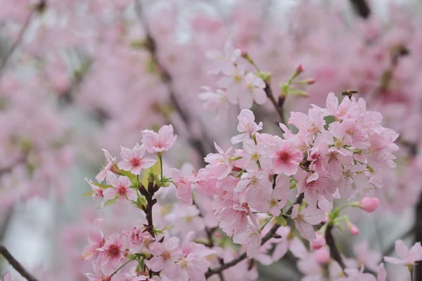 TKO Par 'da Pembe Prunus Campanulata Çiçeği