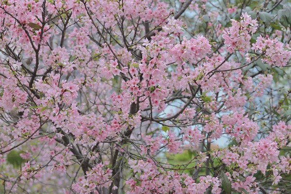 Różowy Kwiat Prunus Campanulata Tko Par — Zdjęcie stockowe