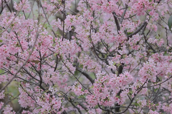 Różowy Kwiat Prunus Campanulata Tko Par — Zdjęcie stockowe