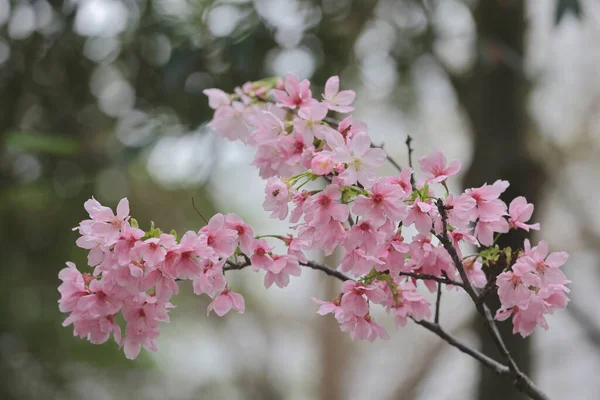 TKO Park 'taki Pembe Prunus Campanulata Çiçeği