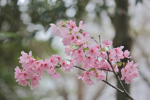 TKO Park 'taki Pembe Prunus Campanulata Çiçeği