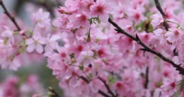 TKO Park 'ta Pembe Prunus Campanulata Çiçekleri