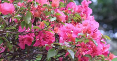 Arka planda bir grup parlak bougainvillea çiçeği.