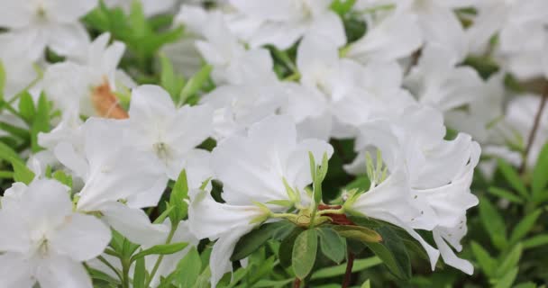 Flores Brancas Azálea Arbusto Primavera — Vídeo de Stock