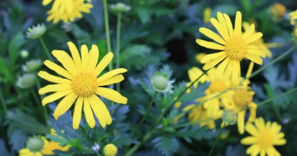 Mooie Gele Bloemen Lente Tijd — Stockvideo