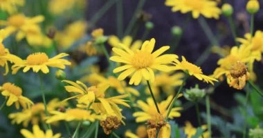 Güzel sarı çiçekler, bahar zamanı.