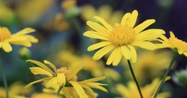 Güzel sarı çiçekler, bahar zamanı.