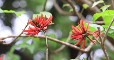 Erythrina 'nın güzel turuncu kırmızı renkli çiçeklerine yaklaş