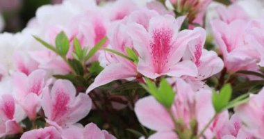 ormangülü Bush bahar, pembe çiçekler