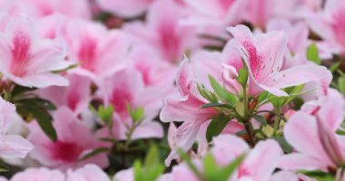 ormangülü Bush bahar, pembe çiçekler