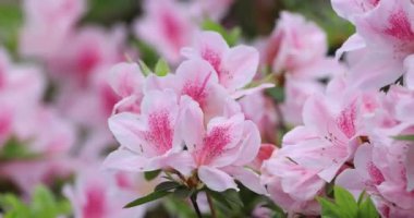 ormangülü Bush bahar, pembe çiçekler