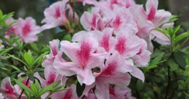 ormangülü Bush bahar, pembe çiçekler