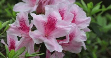 ormangülü Bush bahar, pembe çiçekler