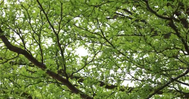 Свежая Весна Зеленые Листья Природе — стоковое видео