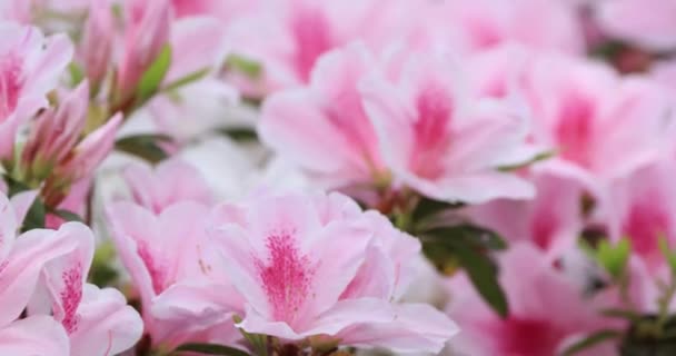 Růžové Květy Rododendronů Bushe Jaro — Stock video
