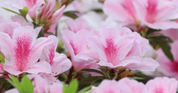 Рожеві Квіти Куща Рододендрона Навесні — стокове відео