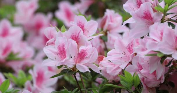 Рожеві Квіти Куща Рододендрона Навесні — стокове відео