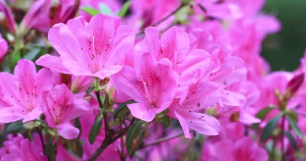 Фіолетові Квіти Куща Рододендрона Навесні — стокове відео