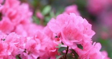 Güzel Rhododendron melez çiçekleri HK bahçesinde.