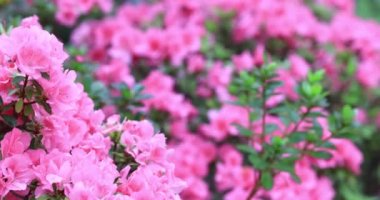 Güzel Rhododendron melez çiçekleri HK bahçesinde.