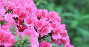 Güzel Rhododendron melez çiçekleri HK bahçesinde.