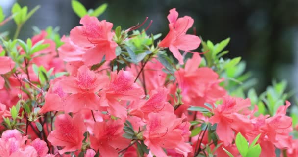 Červené Květy Rododendronu Keře Jaře — Stock video