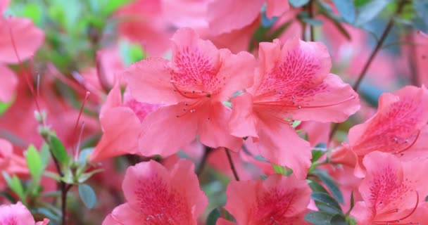 Fiori Rossi Cespuglio Rododendro Primavera — Video Stock