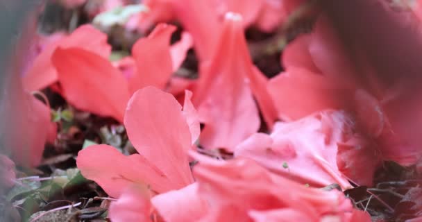 Rode Bloemen Van Rododendron Bush Het Voorjaar — Stockvideo